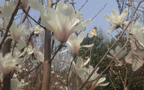 花的秘密：白玉兰为何先开花后长叶