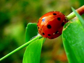 七星瓢虫的生活习性