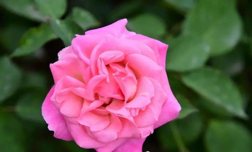 天津滨海新区的盐碱地挑战