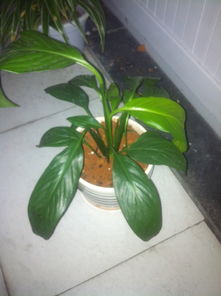 植物叶子变软了是缺水了吗