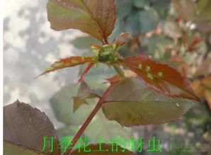 月季病虫害， 烦恼多多，防治之道在哪里？