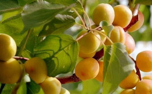 新手种植油杏的常见错误