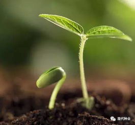 种子泡完发粘还有救吗？