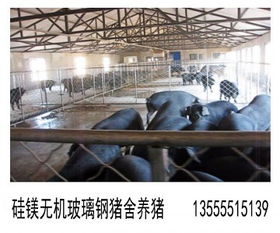 猪舍防潮，养殖无忧
