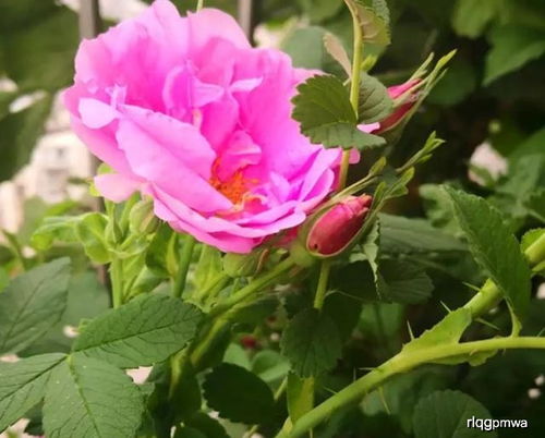 花后的气候条件大探讨