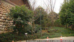 冬季景观设计中的植物选择