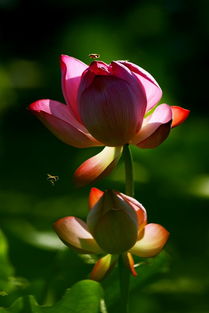 荷花与玉姬的故事