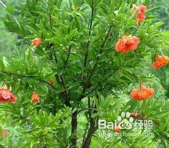 石榴的繁殖方法