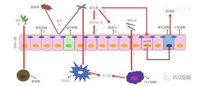 蒙脱石在饲料中如何发挥吸附有害物质和调节肠道菌群的作用？