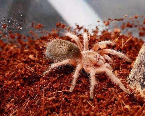 哎呀，玫瑰花上红蜘蛛好多，怎么办呢？