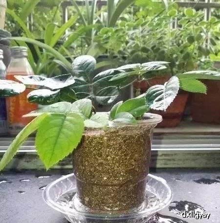 扦插后的管理：如何让月季茁壮成长