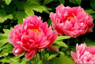 各国国花是什么？世界花卉代表大盘点
