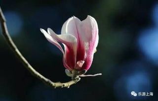 玉兰，那啥玩意儿来着？