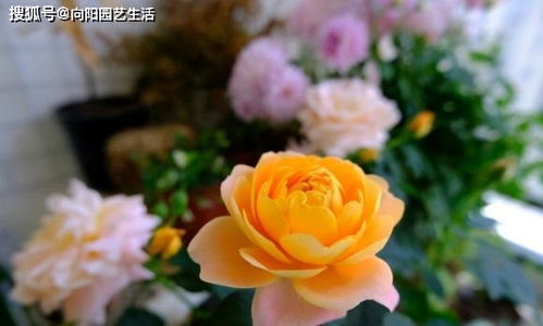 月季盆栽如何施肥？花朵数量能否翻倍