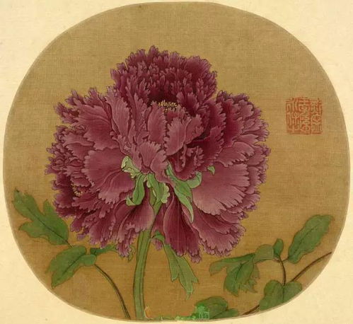 牡丹花冠大如碗，为何如此硕大