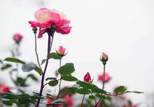 月季花的古老传承