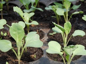 九月还Ke以种植蔬菜吗？