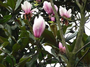 玉兰小树苗的价格揭秘