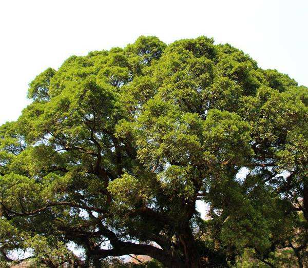 香樟树的繁殖与适应性