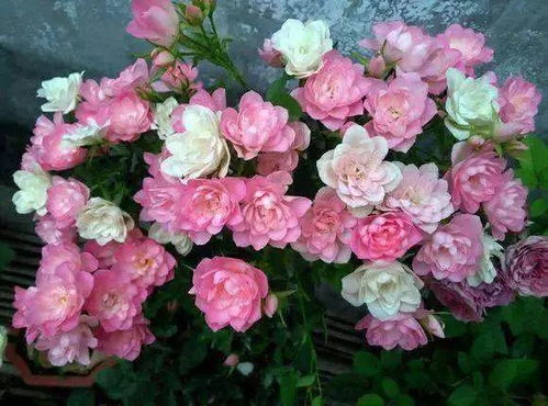 微型月季修剪大揭秘：春季爆花攻略