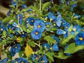 小区里那紫色花， 真是美得让人猜不透