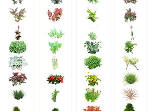 观叶植物与枝条：构建作品的骨架