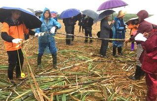 广西旱地雨养甘蔗亩产近10吨，创国内新高