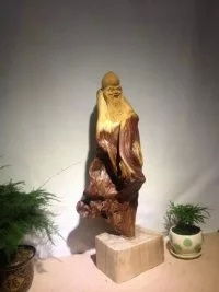 太行崖柏如何成为珍贵的生态宝藏？保护措施有哪些