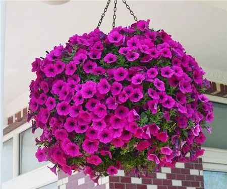 室内养荷包花，如何让花朵更鲜艳