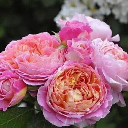 莫奈月季：多季节开花， 花色多变