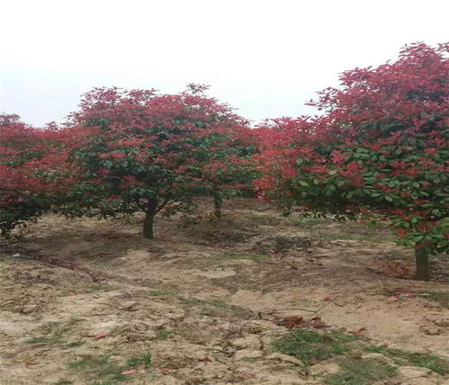 红叶石楠树苗的价格探秘