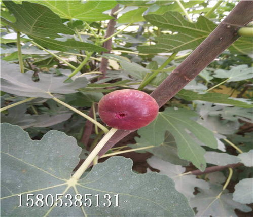 无花果种苗在哪些土壤和气候条件下种植效果最佳