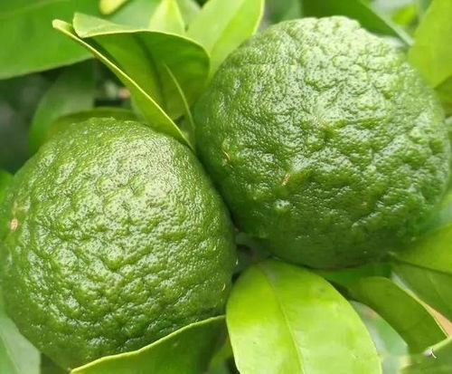柑橘果膨大期能同时使用多菌灵和代森锰锌吗？担心代森锰锌危害？