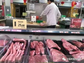 天天报猪价中，生猪报价网上的猪肉价格为何近期波动较大？