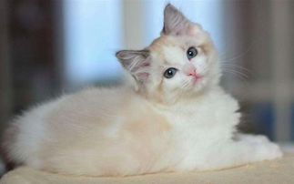 猫的寿命通常在12-15年左右