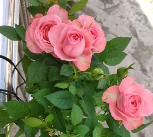 月季种植的小秘密