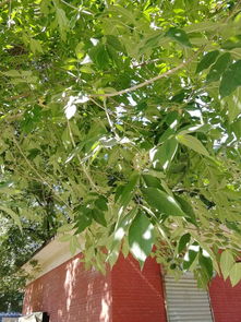 苗木树形特征的重要性