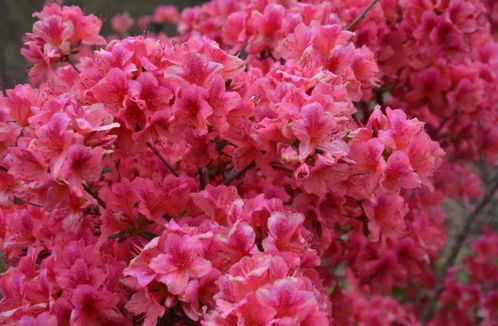 紫藤根的秘密：治疗多病的良药