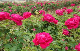 如何制作一个详细的玫瑰花种植视频教程？