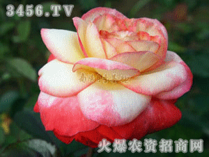 缺点小吐槽