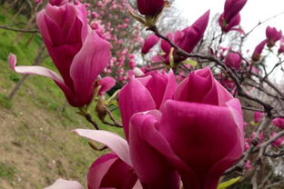 白玉兰、 广玉兰、紫玉兰的种植技巧与注意事项