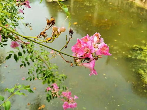 凌霄花：北方冬季的温暖守护