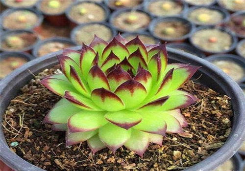 青贮玉米：身高翻倍， 速度惊人