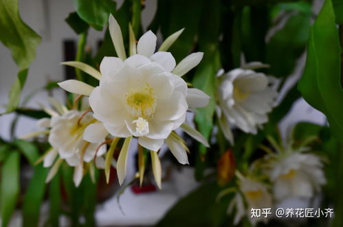 昙花叶子黄了如何调整养护方法