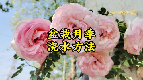 月季浇水，你真的会吗？