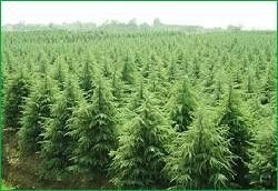 雪松的高度与价格之间那些事儿