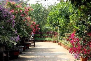 古草本花卉：老街里的乡愁记忆