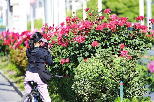 武都花海，月季飘香