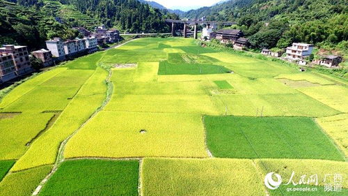 黑龙江漠河县黑木耳迎来丰收，当地农民增收致富