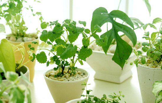进门摆放哪些植物风水旺财？绿植选择有讲究吗